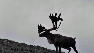 Mountain Caribou Hunt with Widrig Outfitters 2011 [upl. by Nwahsud]