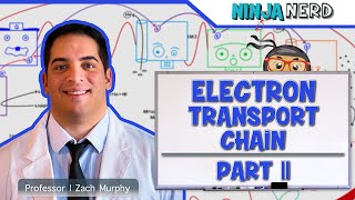 Metabolism  Electron Transport Chain DETAILED  Part 2 [upl. by Akiner63]