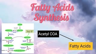 Fatty acids Synthesis biochemistry fattyacids lipid anabolism metabolism [upl. by Janina421]