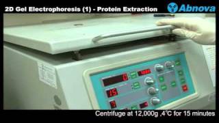 2D Gel Electrophoresis 1 Protein Extraction [upl. by Market]