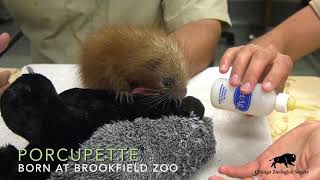 Baby PrehensileTailed Porcupine [upl. by Michigan]