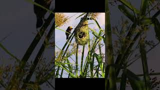 Baya Weaver Birds Building Nest in Stunning 4K  Fascinating Bird Behavior shorts youtubeshorts [upl. by Boonie38]