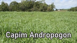 Como plantar o capim Andropogon  como obter semente para plantar o capim andropogon [upl. by Htebazie]