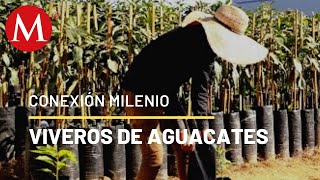 Viveros de aguacates en Michoacán  Conexión Milenio [upl. by Myrle251]