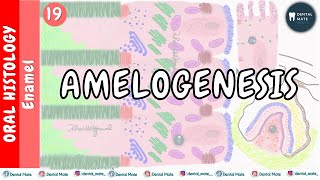 Amelogenesis  HackDentistry [upl. by Ayhay158]