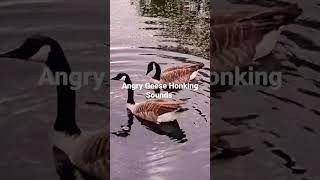 angry Geese Geese fighting angry Geese honking sounds [upl. by Alfredo422]