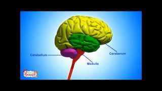 Brain Parts amp Functions video for Kids from wwwmakemegeniuscom [upl. by Yerrot]