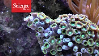 Corals can still grow their ‘bones’ in acid waters [upl. by Vories616]