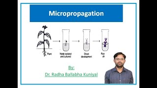 Micropropagation [upl. by Ailed]