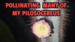 Pollinating many of my Pilosocereus [upl. by Ringe]