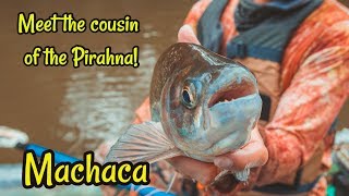 Machaca And Guapote  Freshwater Fishing in Costa Rica [upl. by Gillie513]