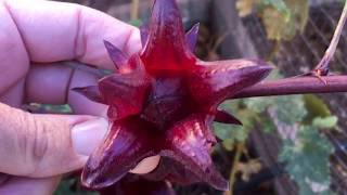 Harvesting Thai Red Roselle  Hibiscus Tea [upl. by Stegman]