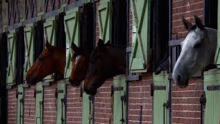 Haras de Jardy  le plus grand centre équestre français [upl. by Ecila]