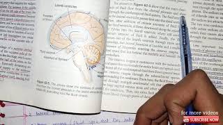 Revision of chapter62 Guyton physiology  CSF circulation production absorption composition [upl. by Okoyik]