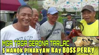 RETIRED DOCTOR NA TAGA GERONA TARLAC NAMAYAW NG MANOK KAY BOSS PERRY [upl. by Nialb]