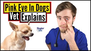 How To Treat Eye Infections In Dogs DO THIS  Vet Explains [upl. by Larimor]