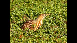 AMERICAN BITTERN  Part 1 [upl. by Yht]