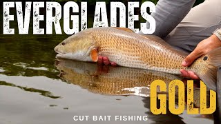 “Everglades Gold”  Using Cut Bait for BIG Redfish [upl. by Egbert]