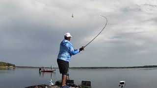 19lbs Using Rattle Trap on Lake Panasoffkee [upl. by Letnuahs]