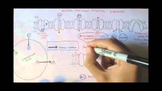 Nervous System  Resting Membrane Potential [upl. by Kinimod326]