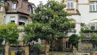 Another biggish Loquat Eriobotrya japonica Tree in Heidelberg [upl. by Flavian]