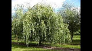 Ива3 Salix3 Deciduous plants25 Лиственные растения25 Декоративные растения [upl. by Avraham607]