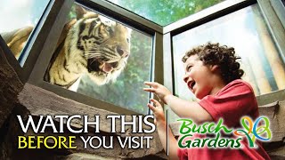 Review of EVERY Busch Gardens Tampa Animal Exhibits [upl. by Kimble]