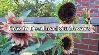 How To Deadhead Sunflowers [upl. by Ahtram]