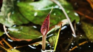 Cryptocoryne purpurea nothovar borneoensis DIscoveryPlanet [upl. by Woodley]