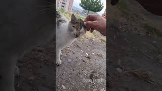 Hamdi baba tamamı cuma kediler catvideos asmr katze dua destek keşfet merhamet [upl. by Niels501]