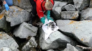 Wouldnt have survived Two baby seals rescued in BC [upl. by Orten]