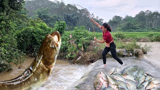 How to catch giant fish in flood water harvest more bananas to sell at the market my daily life [upl. by Eniffit]