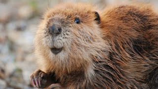 Why Do Beavers Build Dams Explained [upl. by Susann]