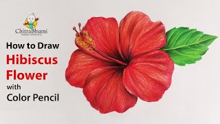 How To Draw Hibiscus Flower  Colored Pencil  Flower Drawing  Easy Step By Step  Art Video [upl. by Emyaj]