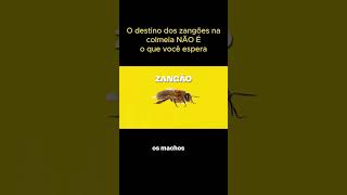 Será que é por isso que ele se chama zangão 🐝 [upl. by Nwahsuq]