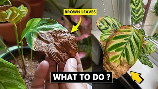 5 Reasons Calathea leaves turning brown and crispy [upl. by Wylde]