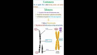 Centromeres and Telomeres geneticteacher [upl. by Lladnor]