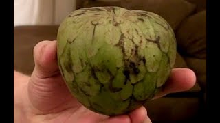 Eating Cherimoya For Dessert  Health Benefits of Cherimoya [upl. by Nylesoj914]