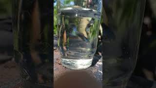 sarival fish aquarium fish fish shortsvideo shorts trending [upl. by Broucek]