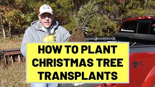 83 How To Plant Christmas Trees Using Bare Root Transplants [upl. by Eanat]