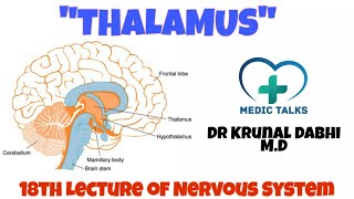 Thalamus  Thalamic Nuclei  Radiations  Functions  Dr Krunal Dabhi MD [upl. by Skippie]