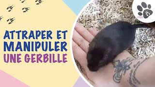 Comment Attraper Et Manipuler Une Gerbille  Mes Conseils Pour lApprivoiser [upl. by Namialus]