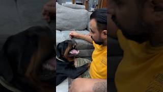 Lady Ollie Growling On The Face Rottweiler Bark On The Face shorts rottweiler viral dogs [upl. by Steven]