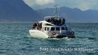 Whale Watching Hermanus [upl. by Stier554]