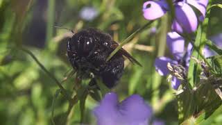 Xylocopa sonorina valley carpenter bee [upl. by Arahc]