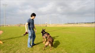 Two years in 5 minutes  raising a Belgian Malinois [upl. by Ladonna511]