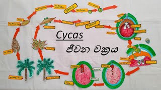 Life Cycle of Cycas  Cycas ජීවන චක්‍රය [upl. by Kindig]