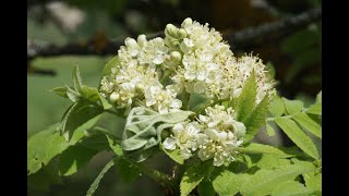 El jerbo o serbal común Sorbus domestica L un árbol olvidado botánica serbal jerbo [upl. by Retsbew]