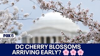 DC Cherry Blossom Peak Bloom Forecasts [upl. by Destinee470]