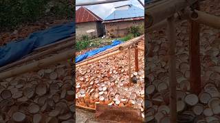 proses jemur kelapa untuk membuat kopra kopra kelapa [upl. by Siryt625]